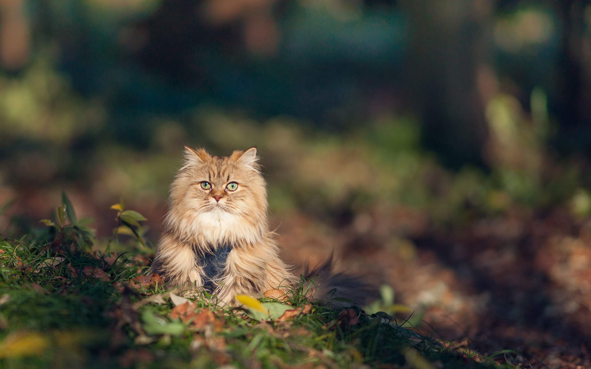 小猫图片