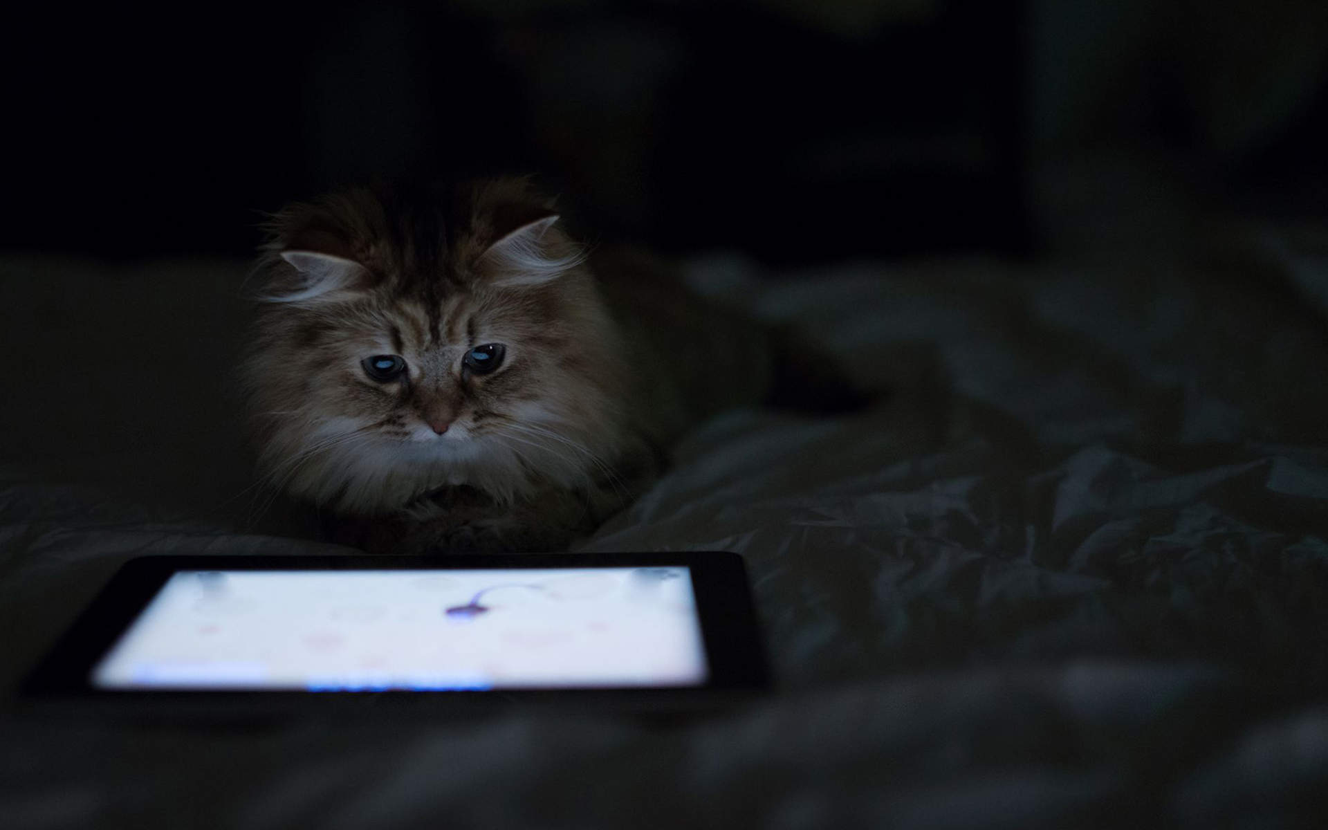 90后性感小猫咪写真图片