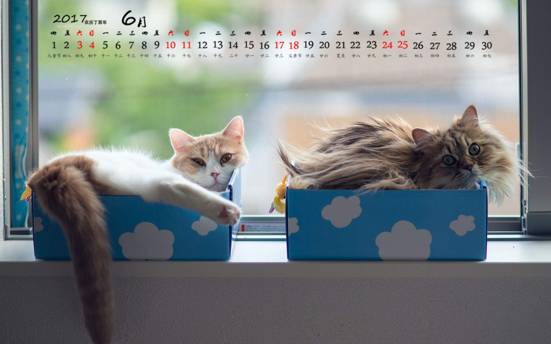 小猫头像图片 萌宠猫咪头像图片图片