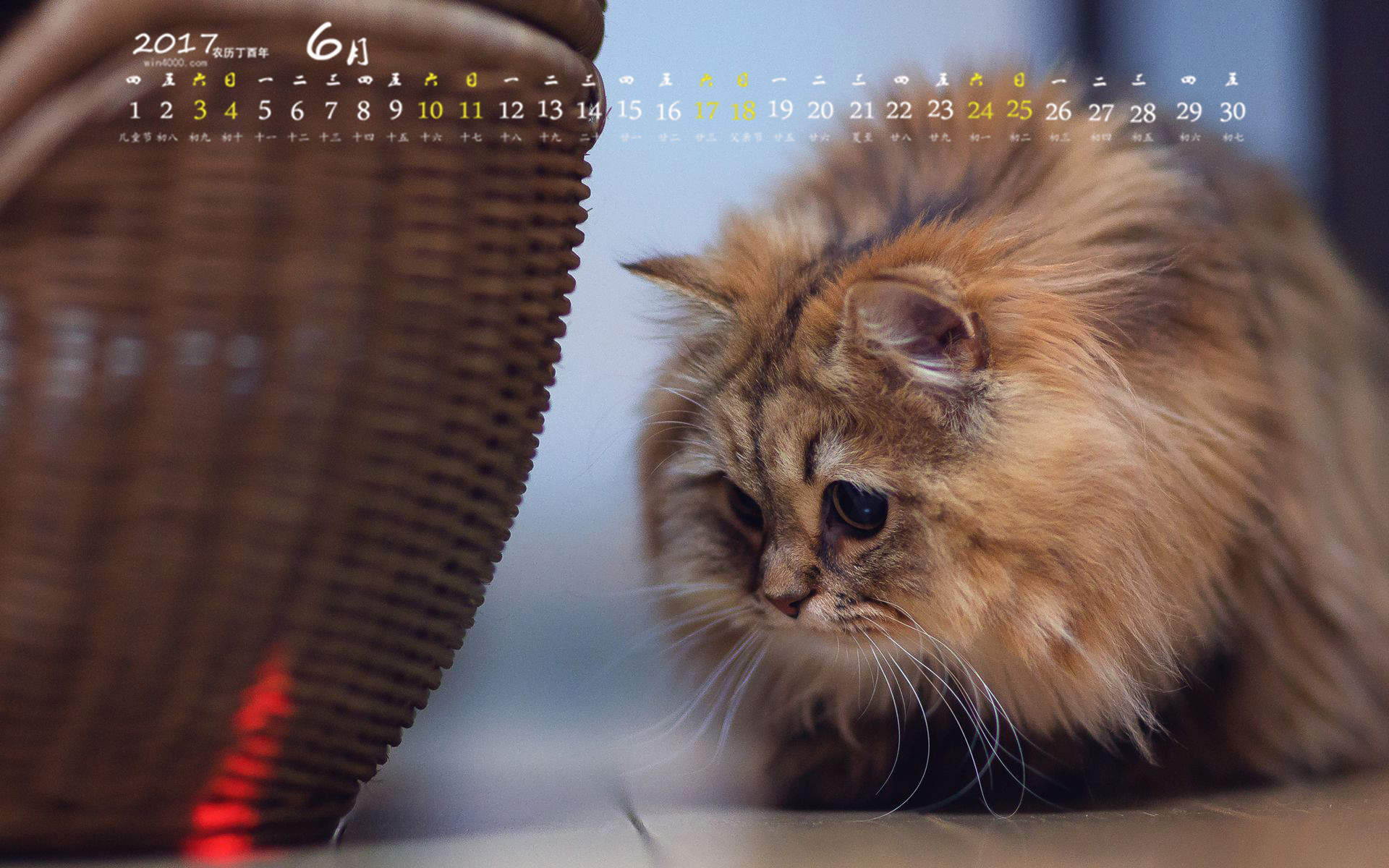 可爱小猫高清唯美桌面壁纸图片