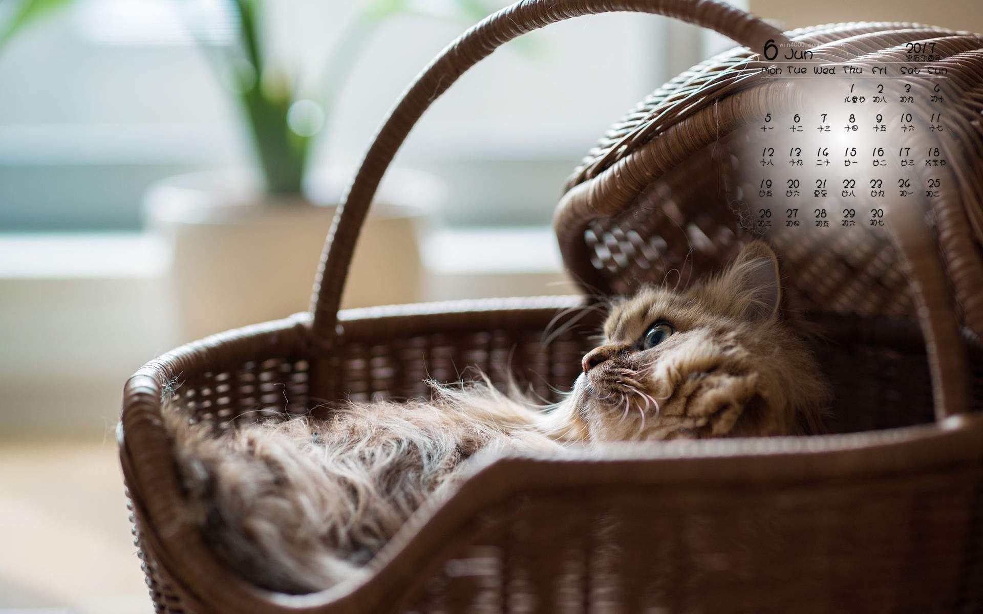 小猫头像图片 萌宠猫咪头像图片图片