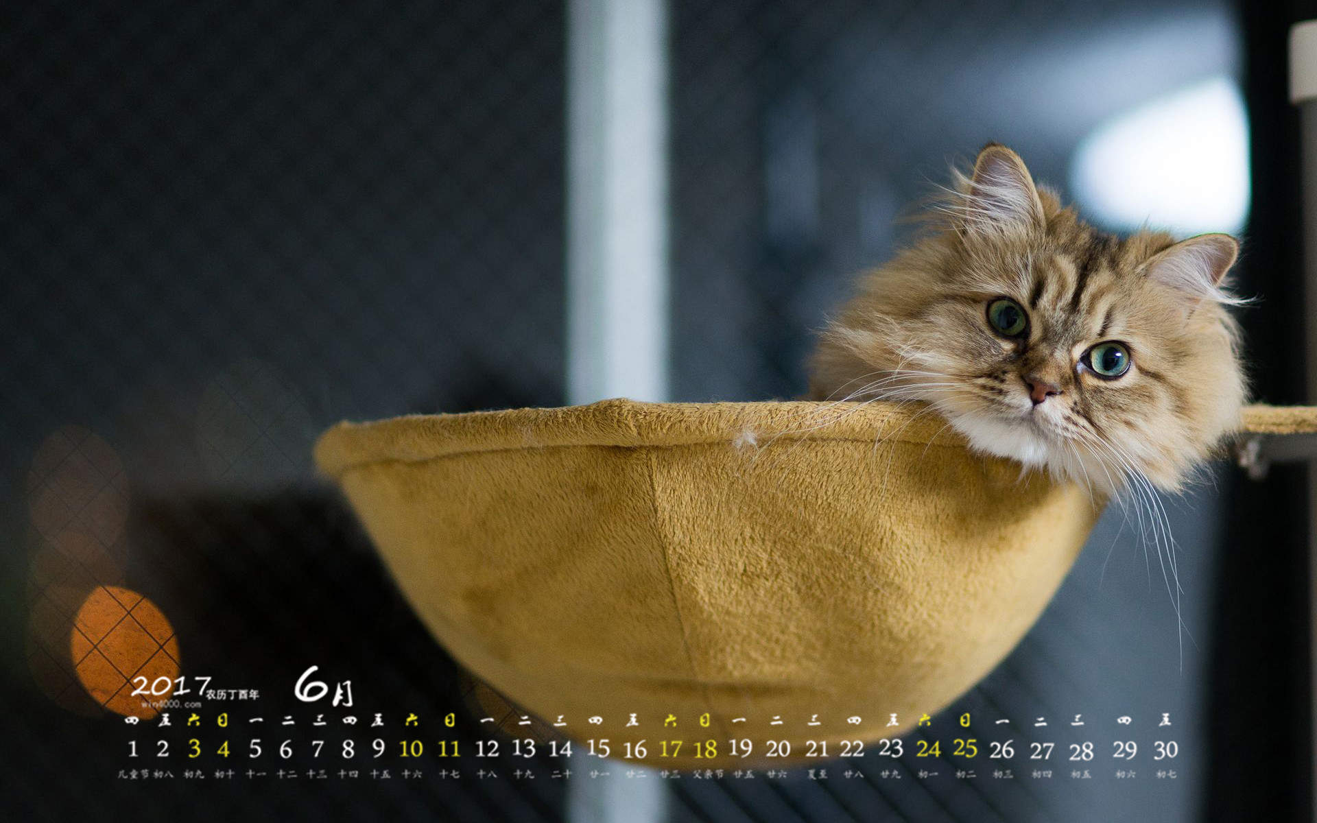 小猫图片