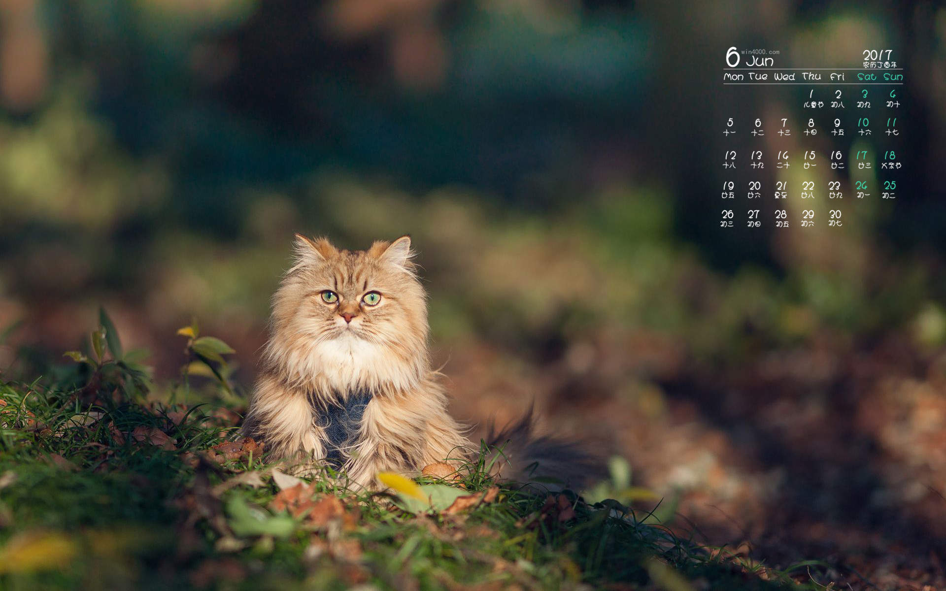 可爱小猫高清唯美桌面壁纸图片