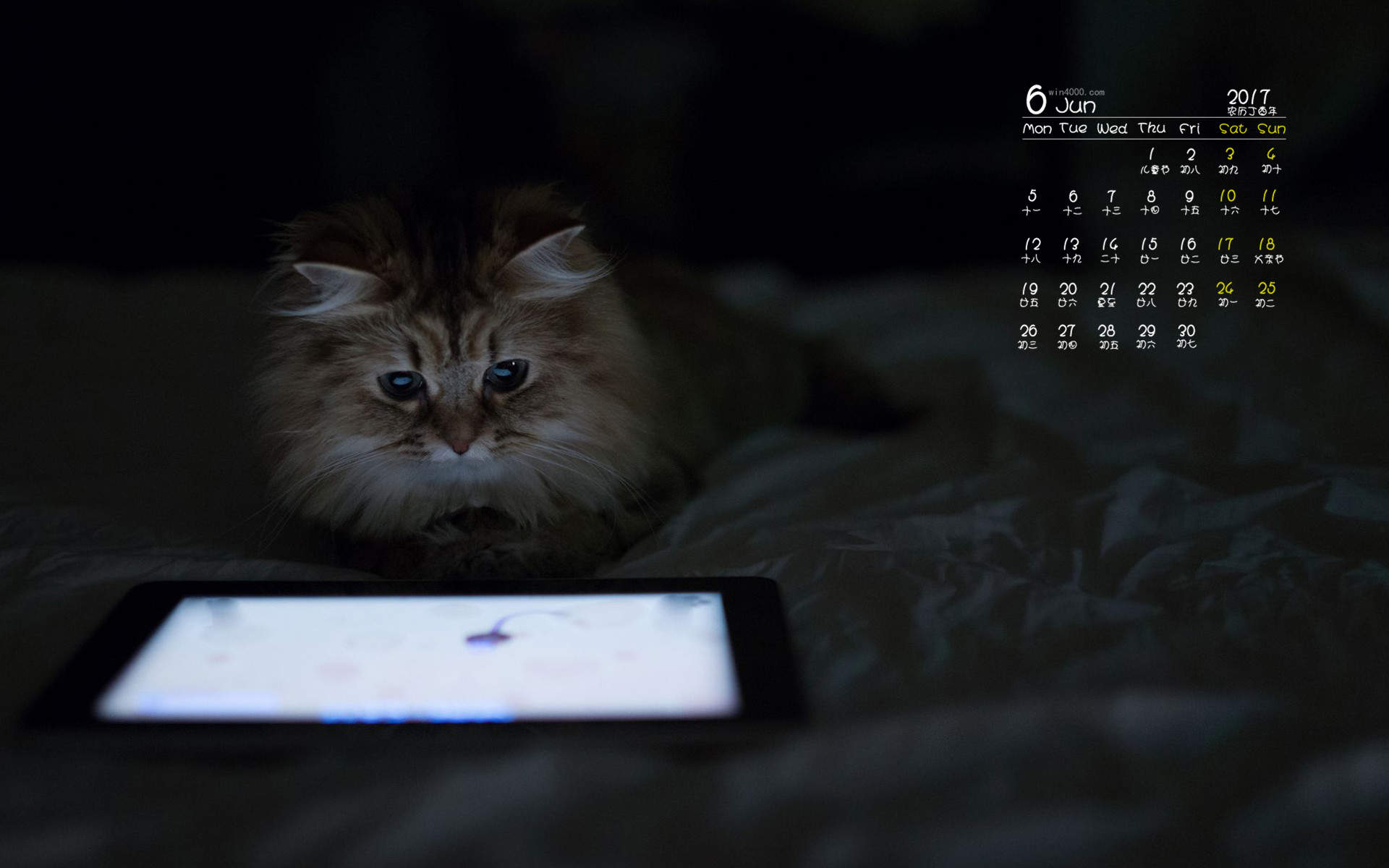 小猫头像图片 萌宠猫咪头像图片图片