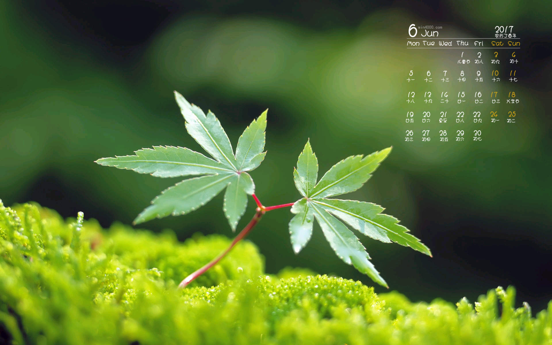 小清新植物嫩芽图片桌面壁纸图片