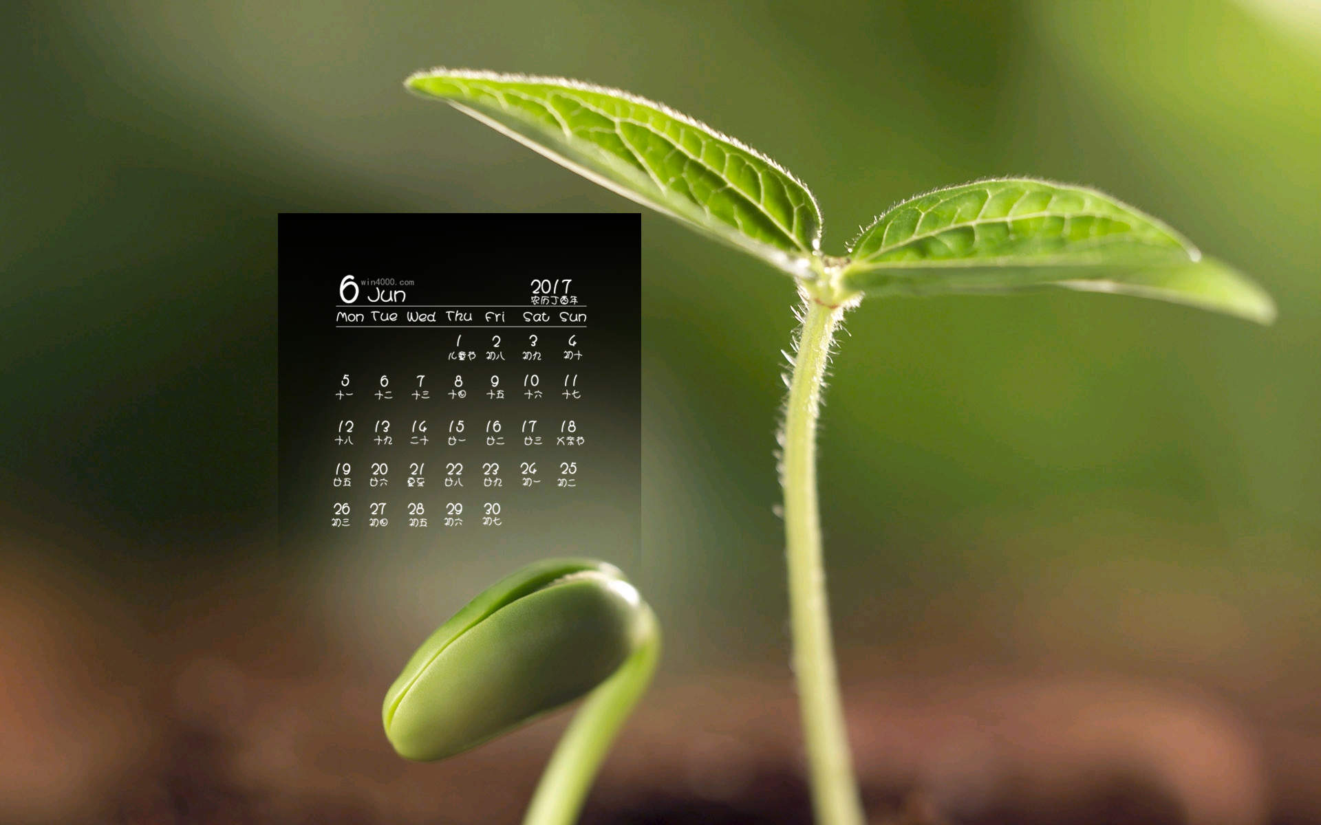 小清新植物嫩芽图片桌面壁纸图片
