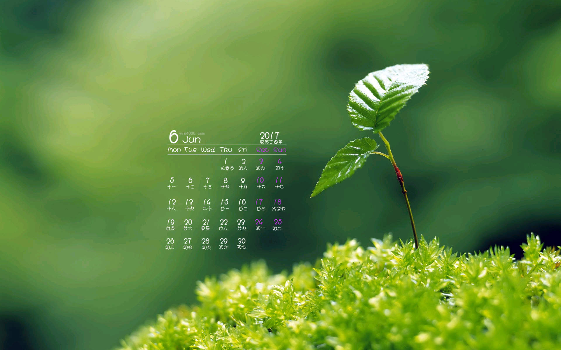 小清新植物嫩芽图片桌面壁纸图片