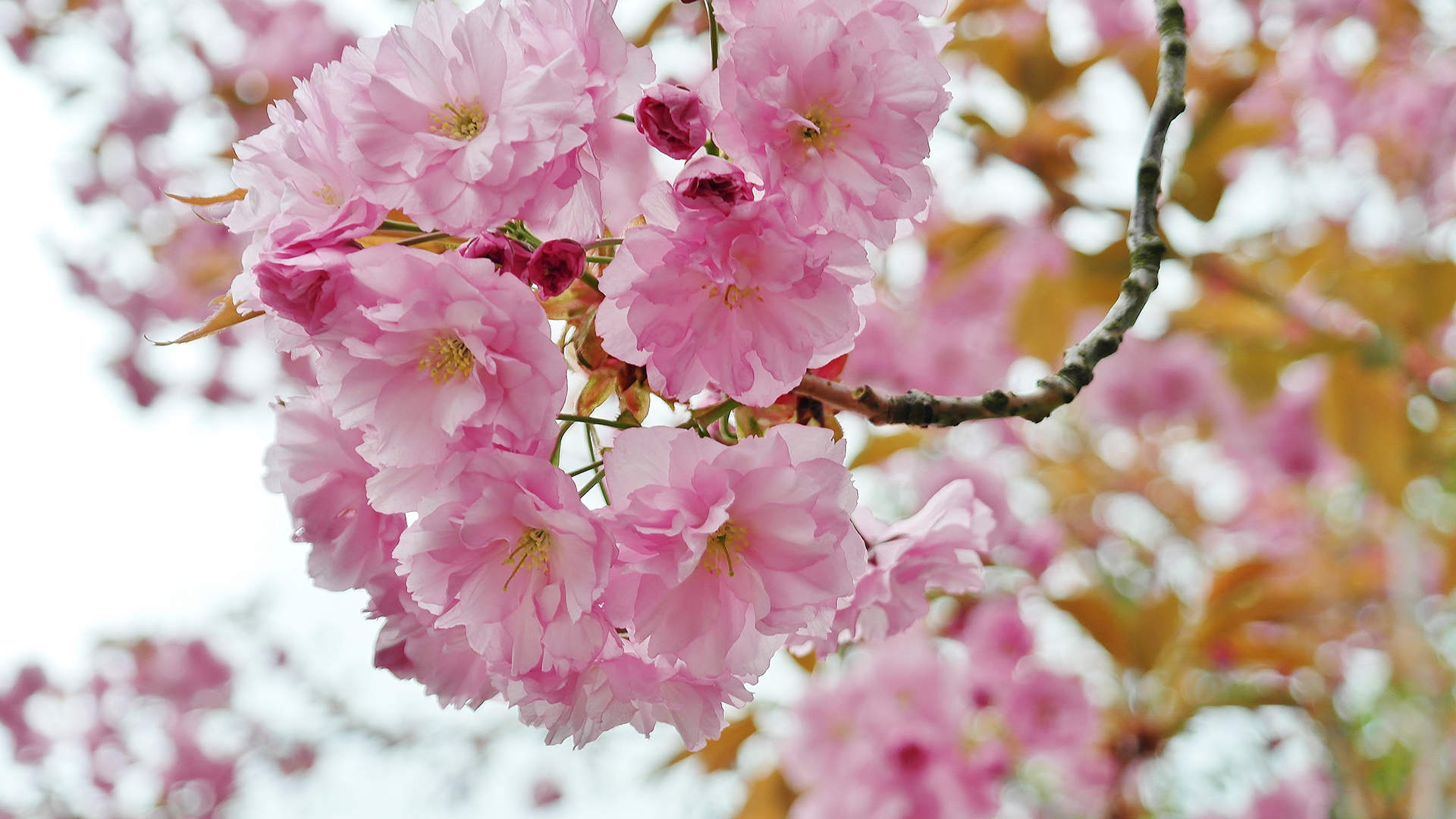 2017年5月樱花风景日历壁纸图片