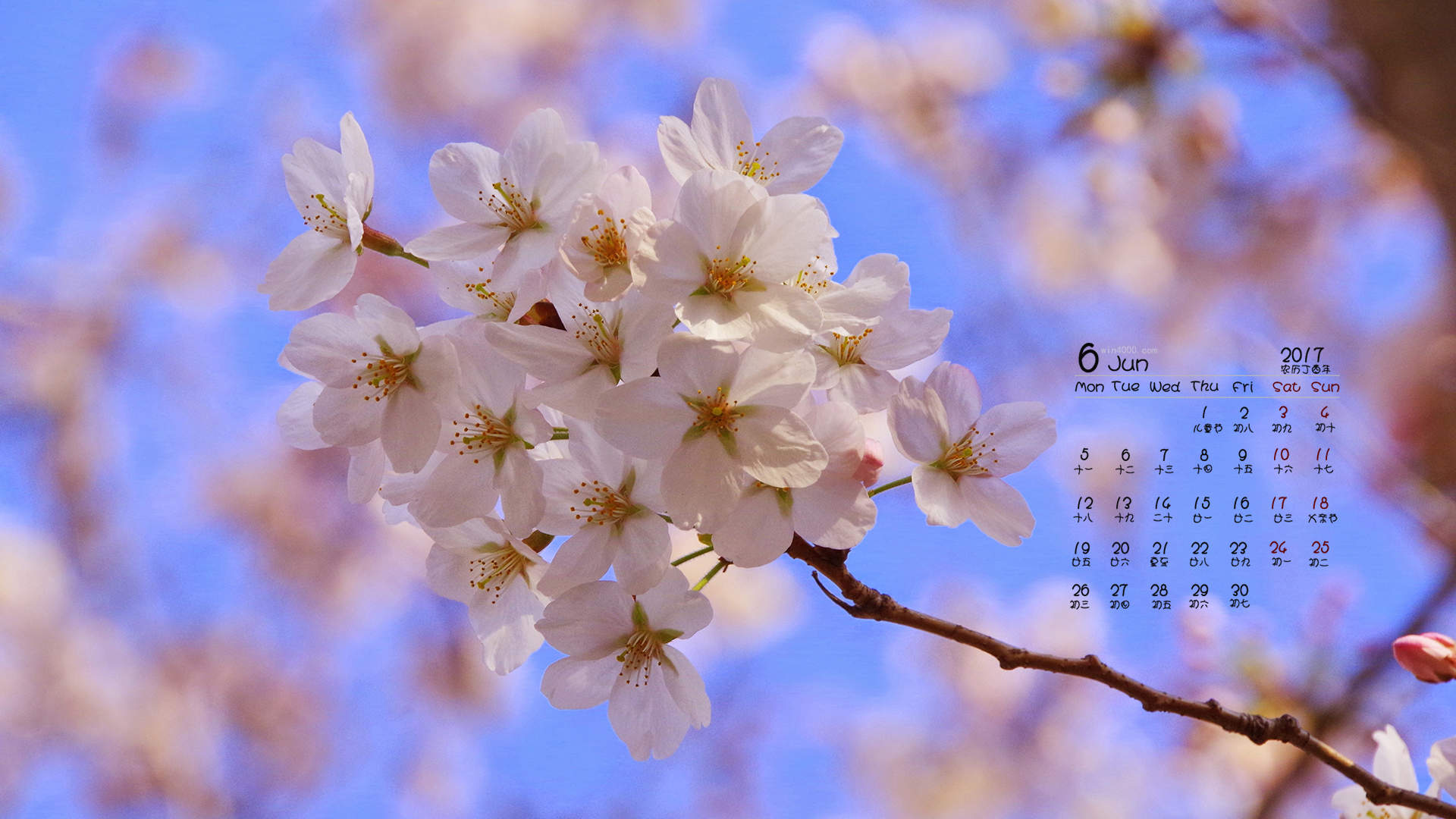 唯美浪漫的樱花桌面壁纸图片