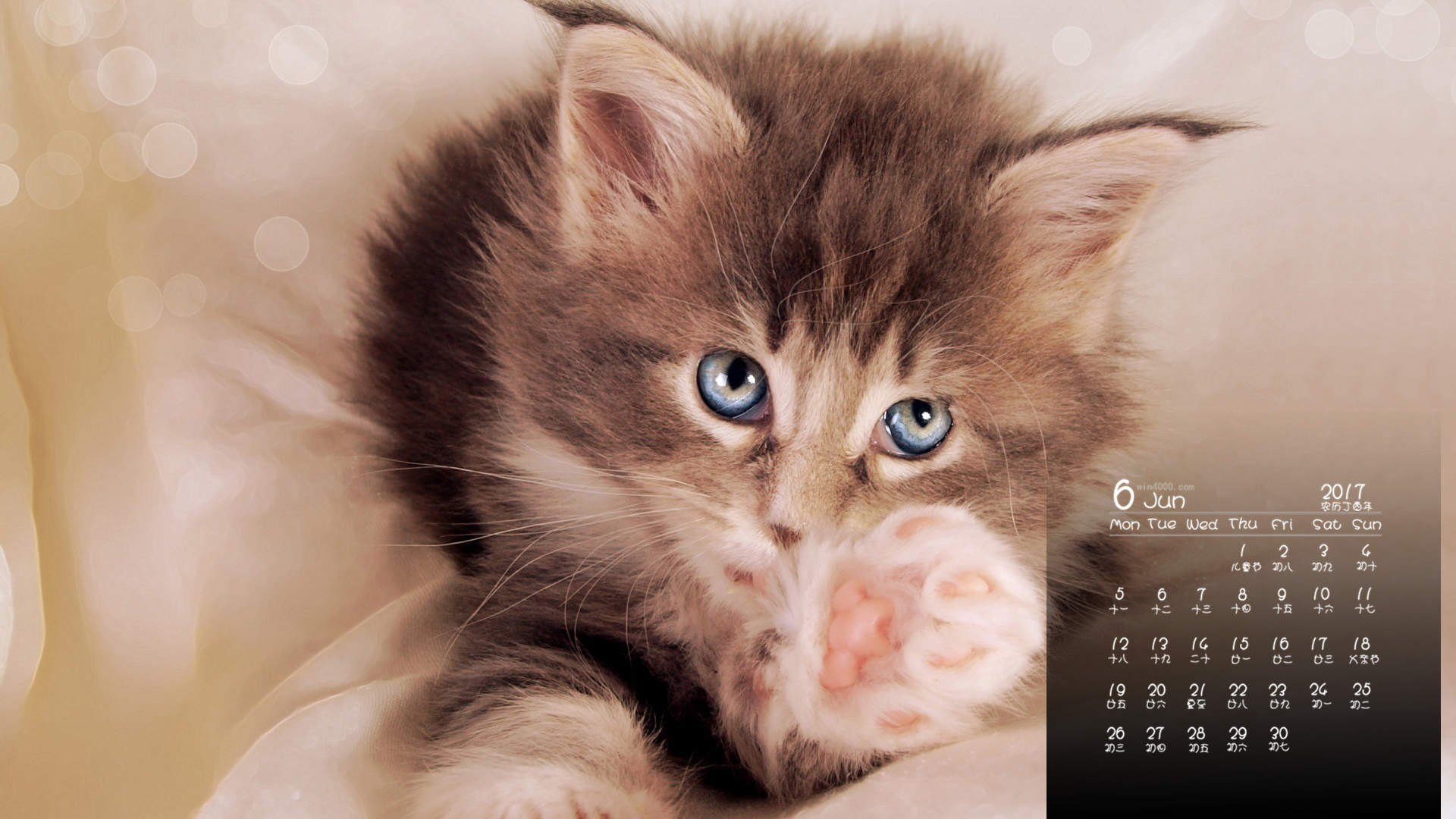 可爱小花猫呆萌高清手机壁纸图片图片