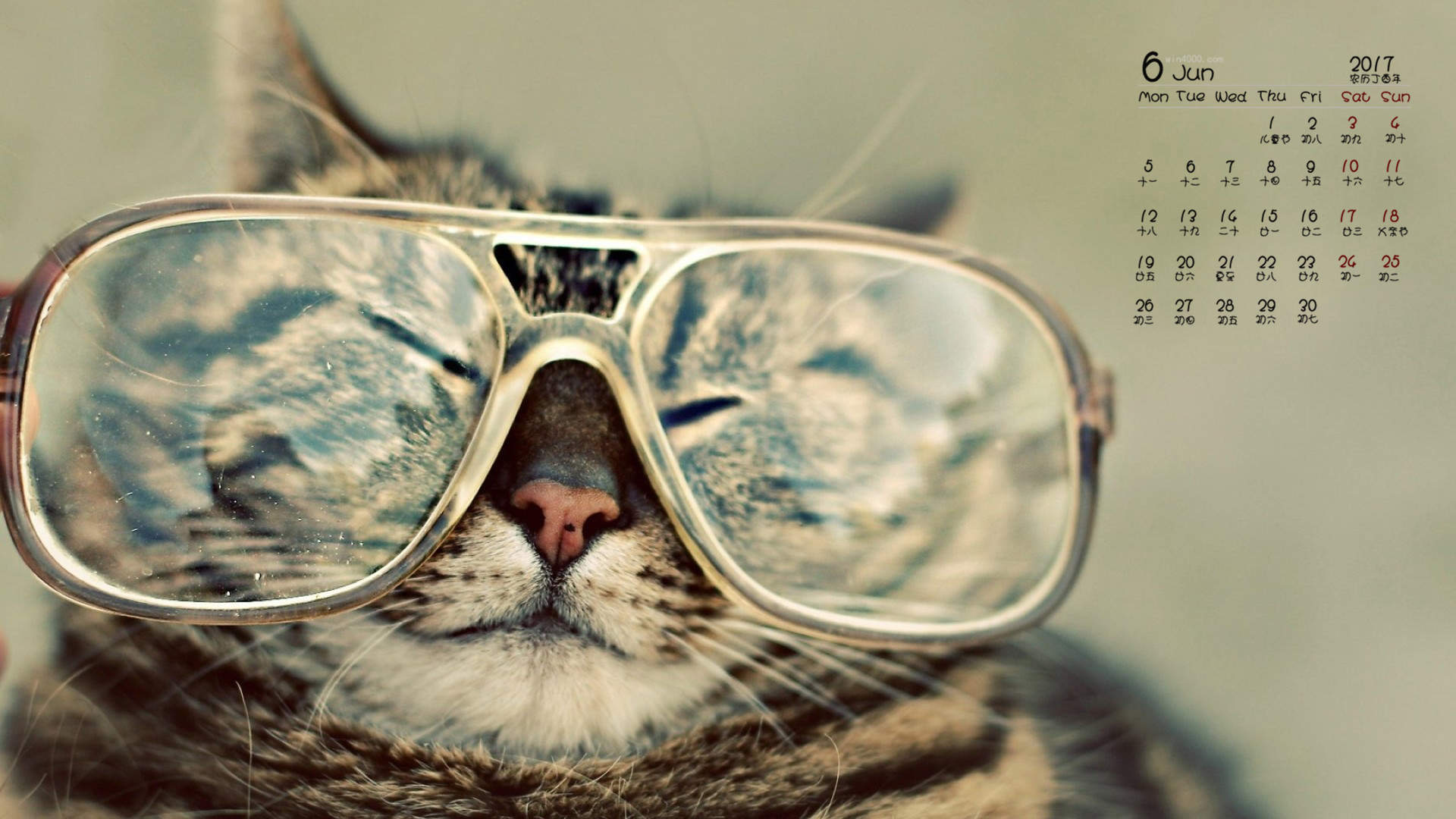 可爱小花猫呆萌高清手机壁纸图片图片