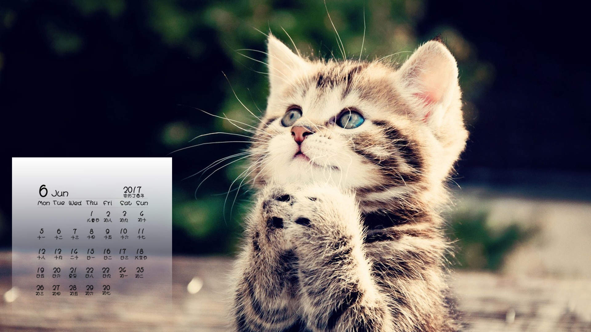 可爱小花猫呆萌高清手机壁纸图片图片