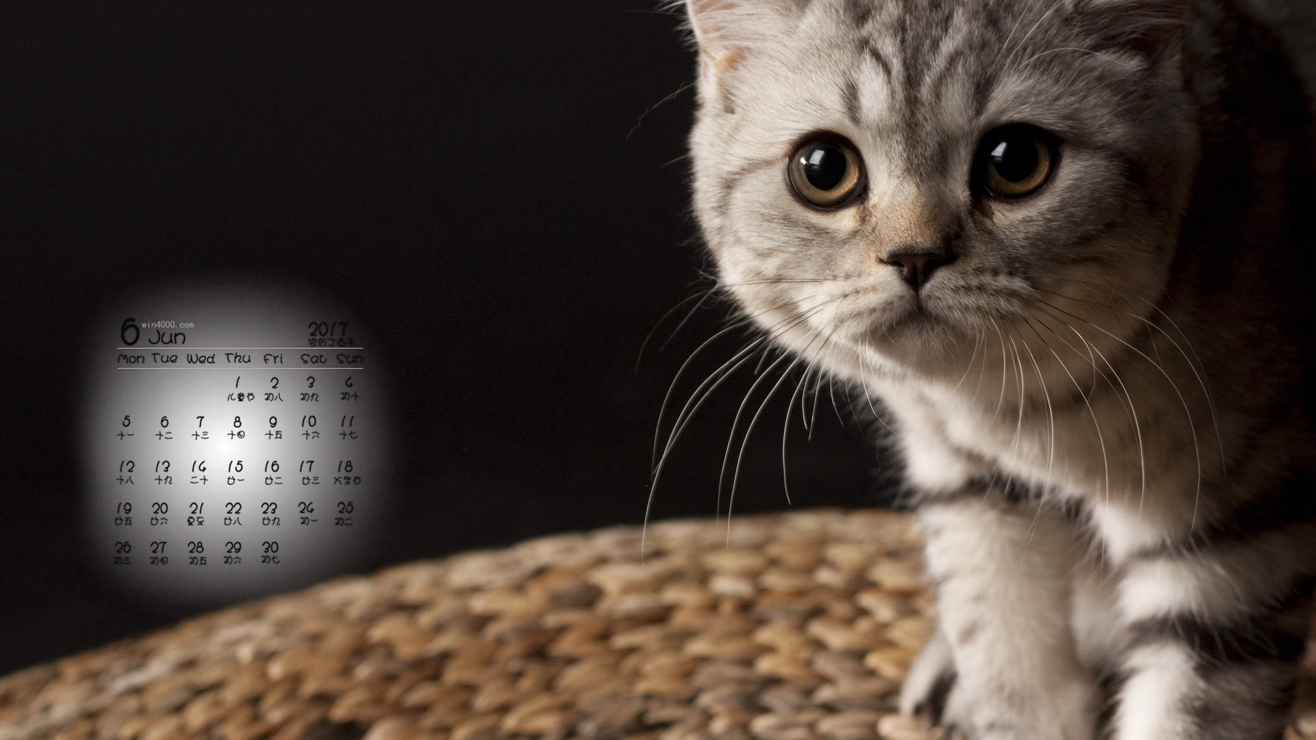 可爱小花猫呆萌高清手机壁纸图片图片