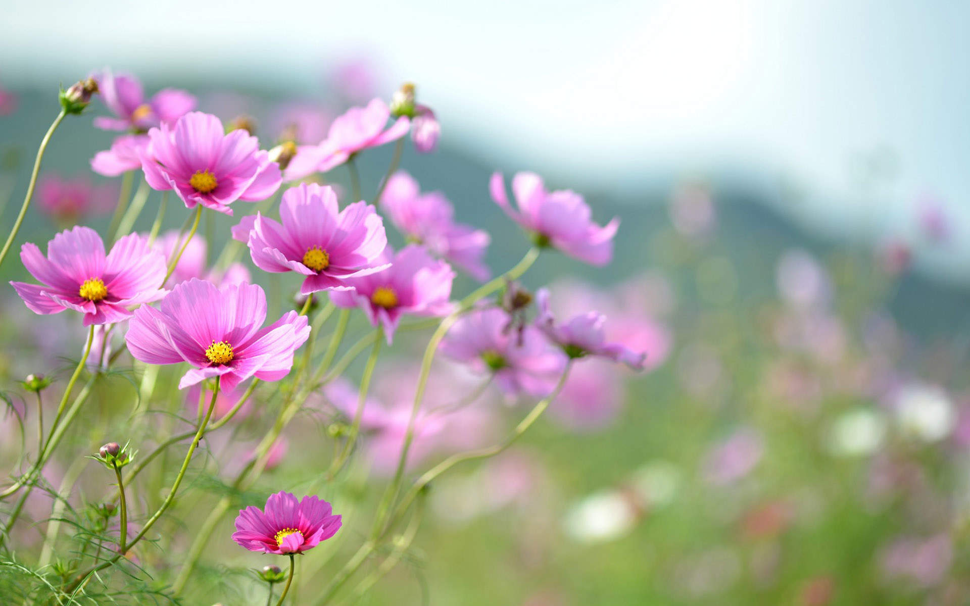 格桑花图片