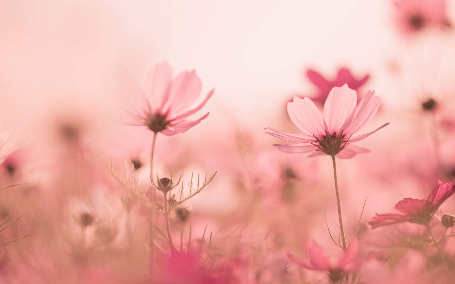 格桑花图片