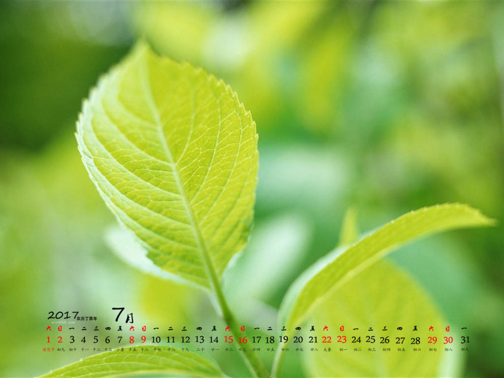 叶子纹理绿色植物手机锁屏壁纸图片