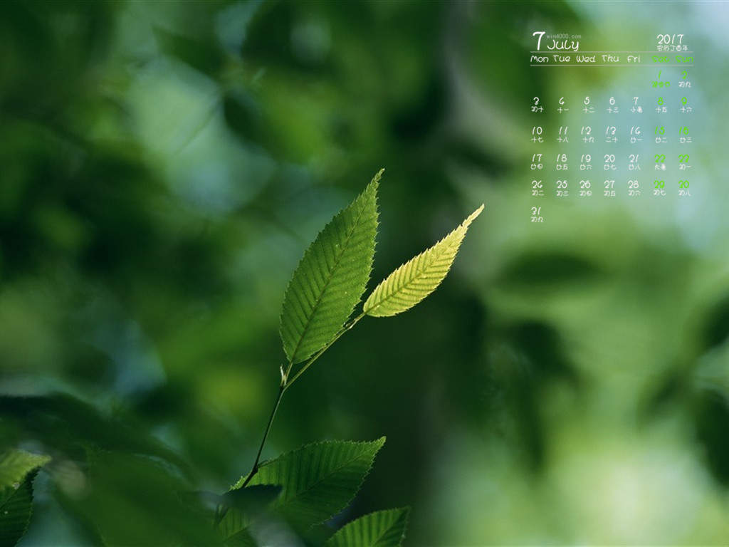 绿色植物叶子上的小水珠高清摄影桌面壁纸图片大全图片