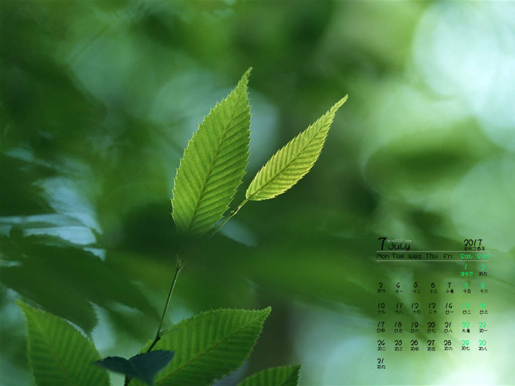 绿色植物叶子上的小水珠高清摄影桌面壁纸图片大全图片