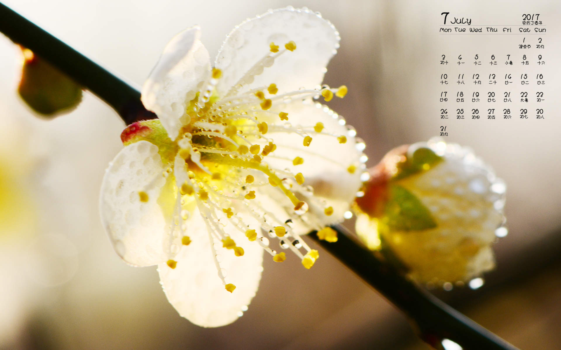 梅花图片