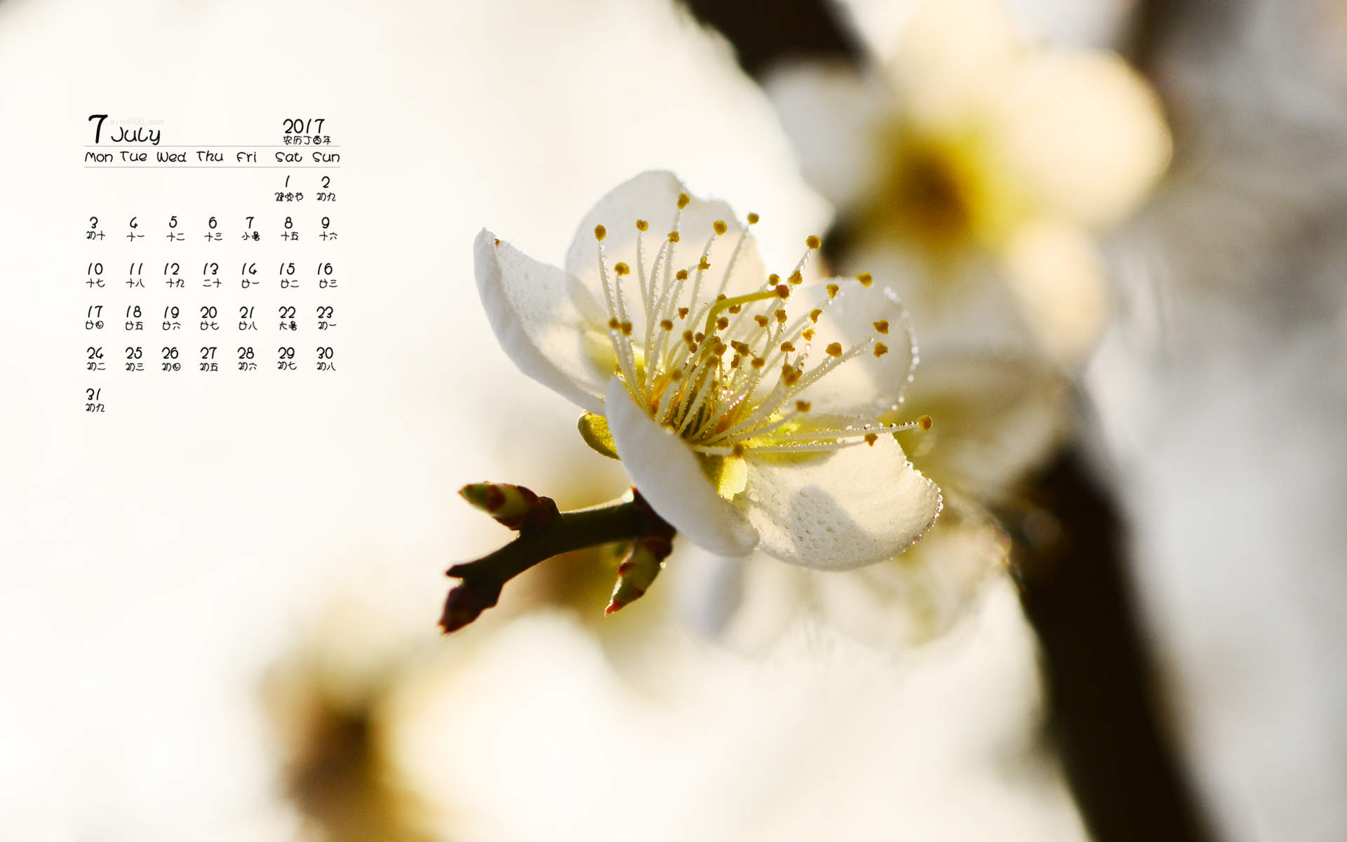 阳春三月绽放的梅花 高清梅花摄影图片欣赏图片