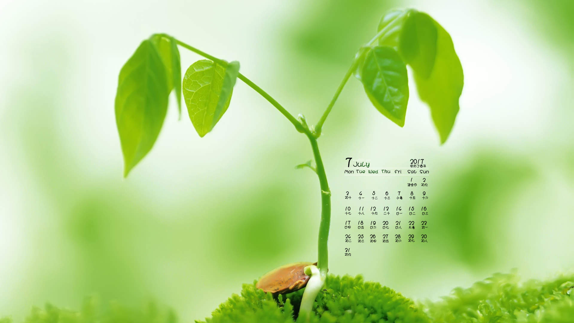 小清新植物嫩芽图片桌面壁纸图片