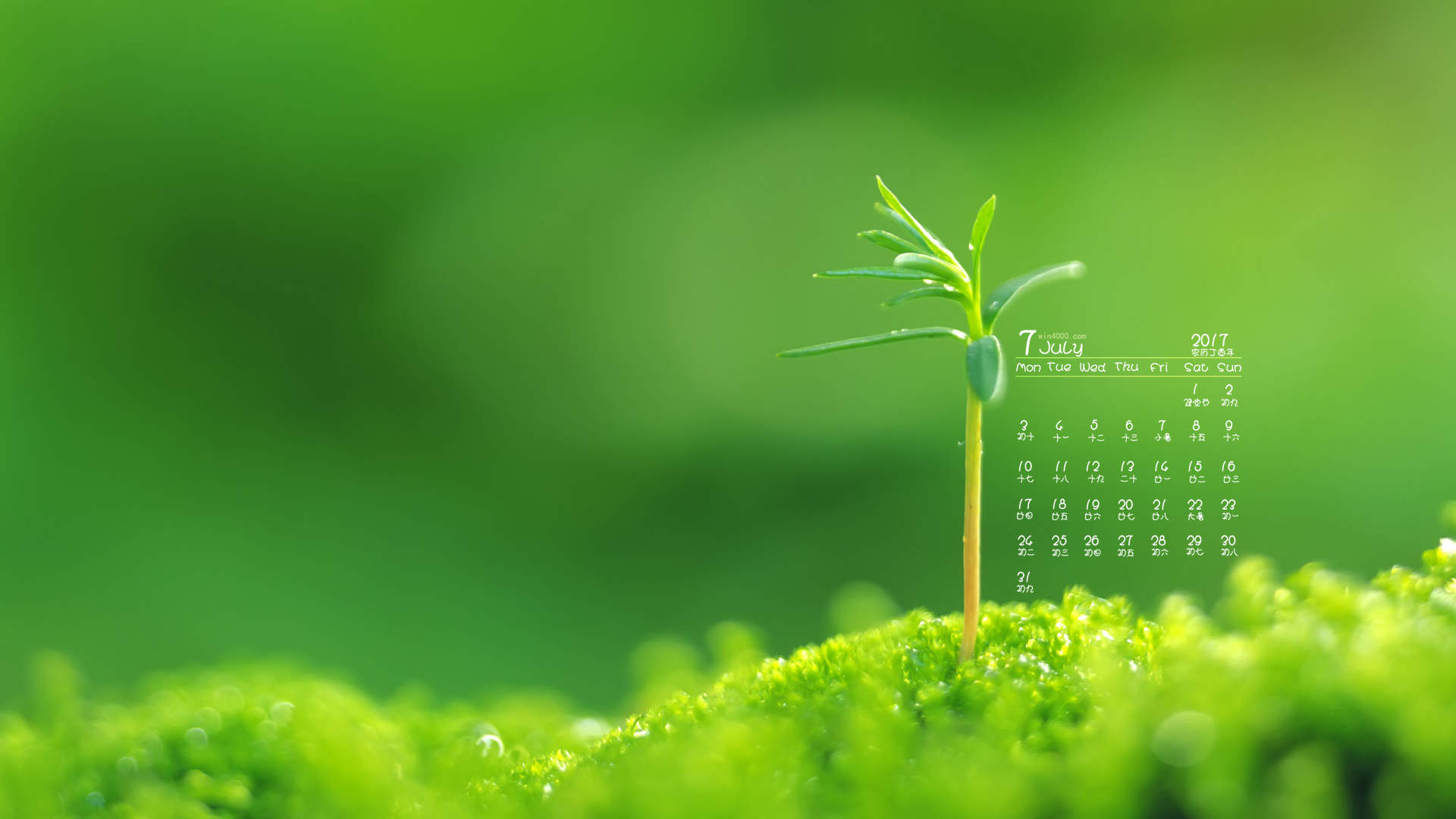 小清新植物嫩芽图片桌面壁纸图片