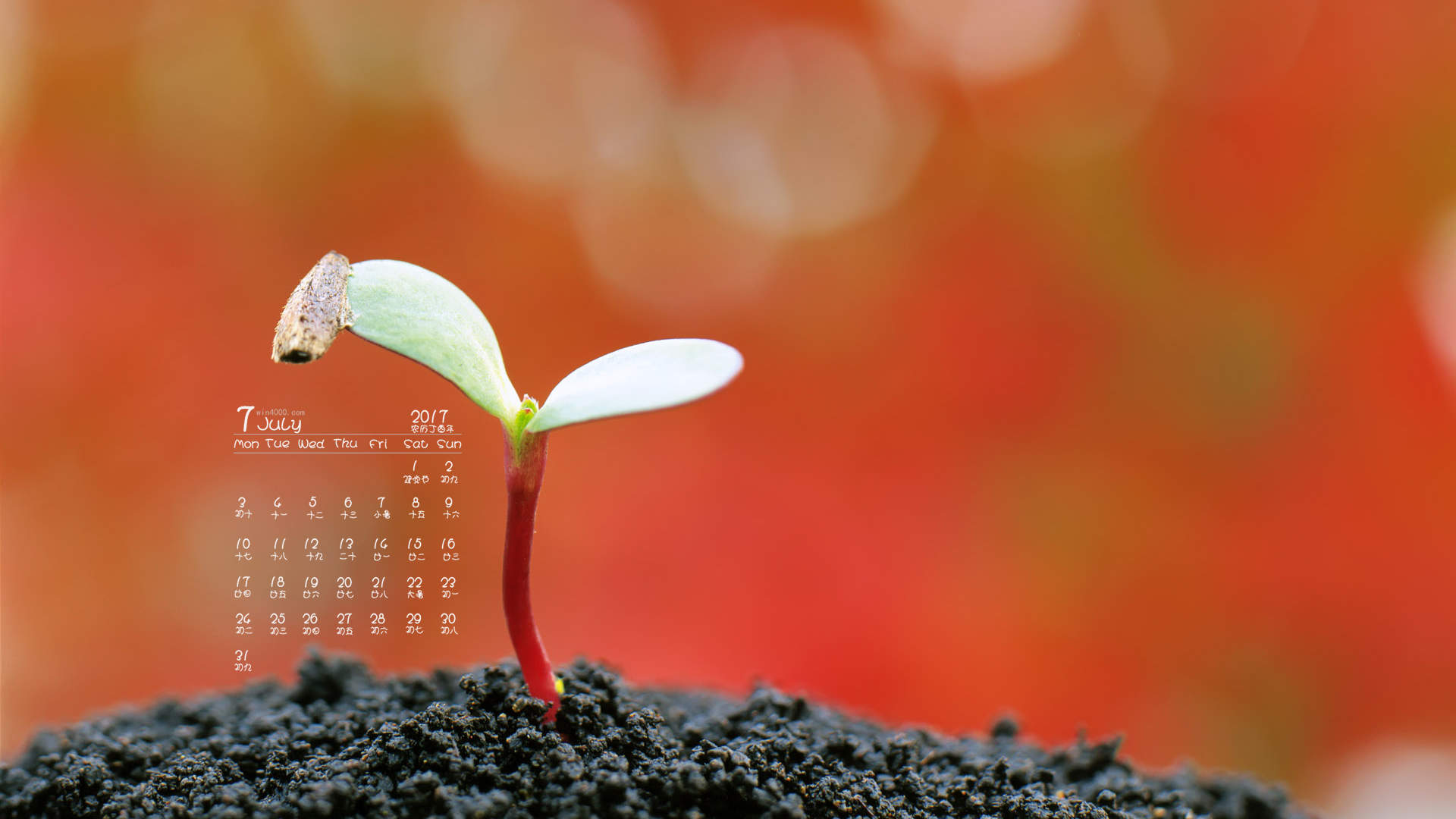 小清新植物嫩芽图片桌面壁纸图片