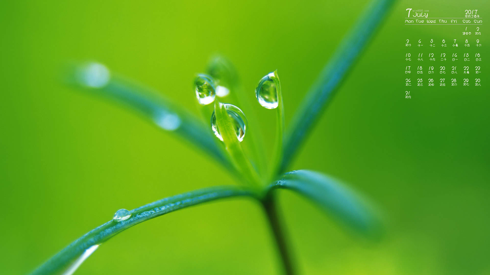 小清新植物嫩芽图片桌面壁纸图片