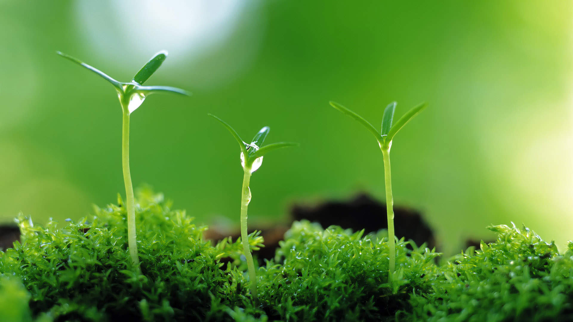 小清新植物嫩芽图片桌面壁纸图片