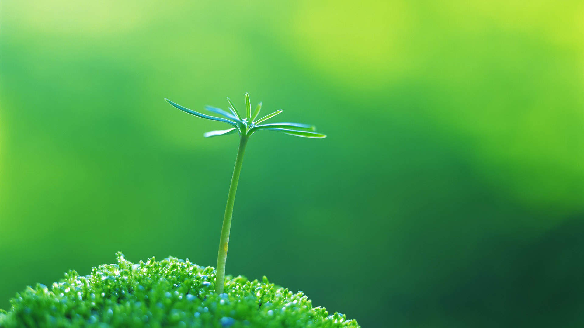 小清新植物嫩芽图片桌面壁纸图片