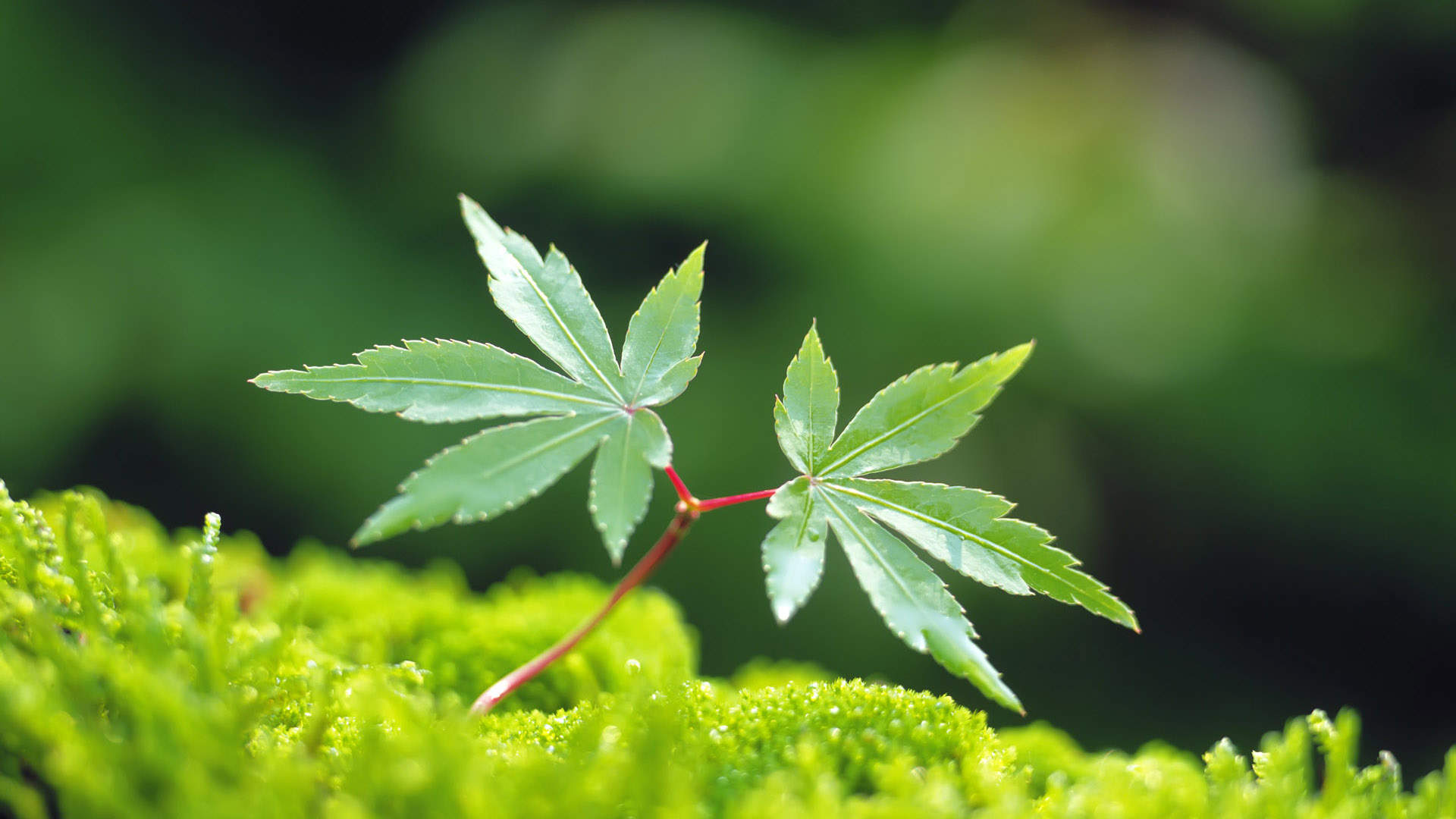 小清新植物嫩芽图片桌面壁纸图片