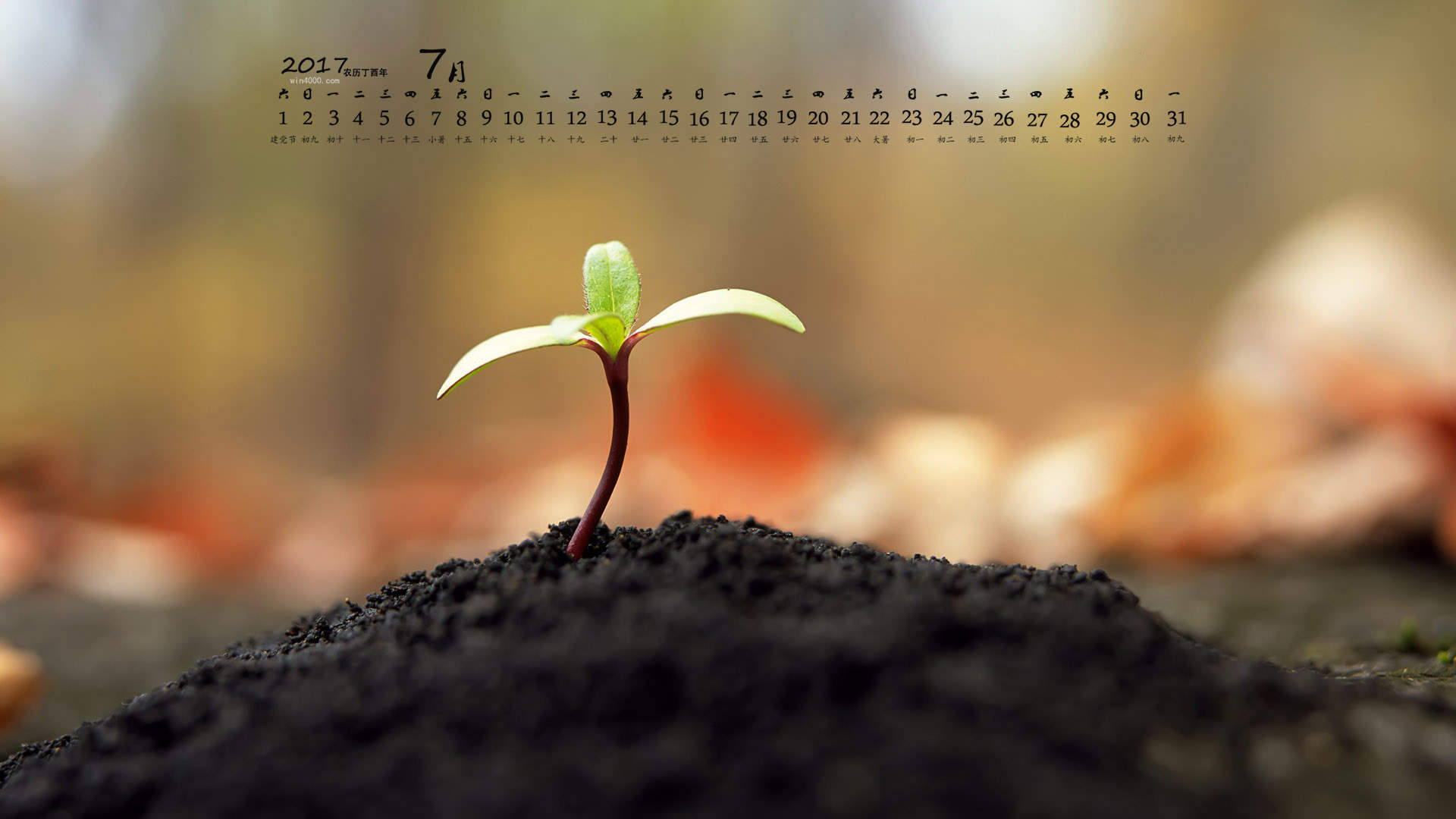 小清新植物嫩芽图片桌面壁纸图片