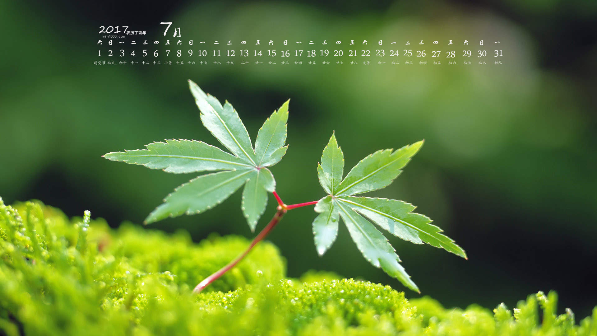 小清新植物嫩芽图片桌面壁纸图片