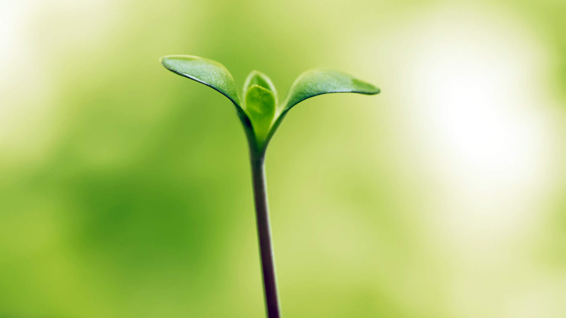 小清新植物嫩芽图片桌面壁纸图片