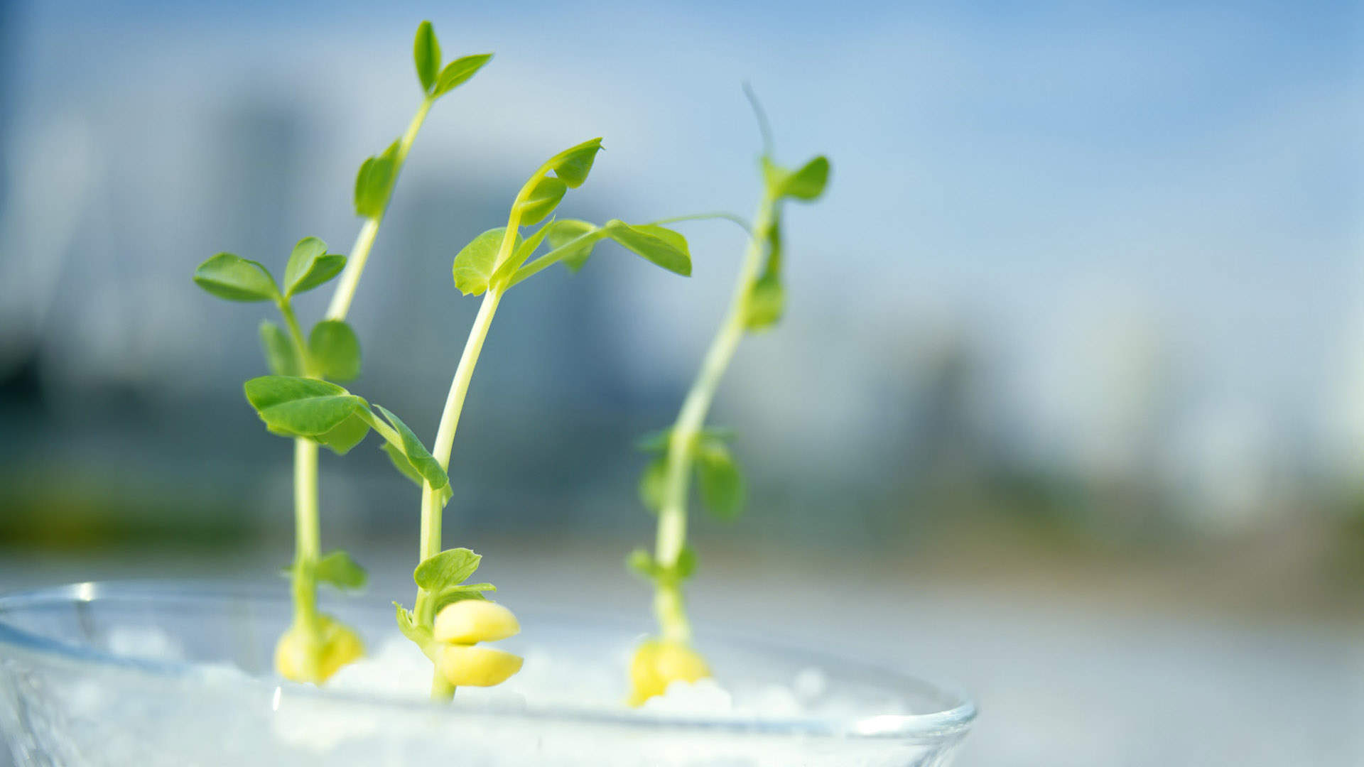 小清新植物嫩芽图片桌面壁纸图片
