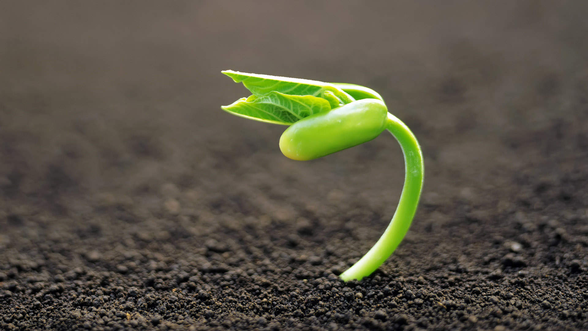 小清新植物嫩芽图片桌面壁纸图片