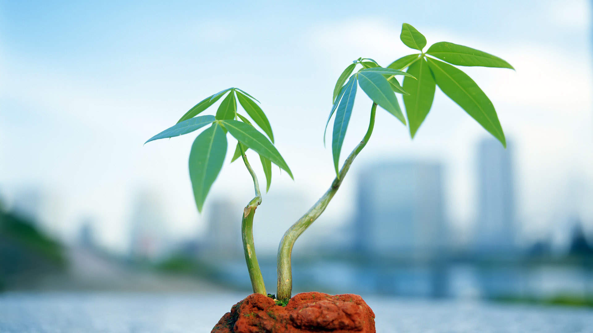 小清新植物嫩芽图片桌面壁纸图片