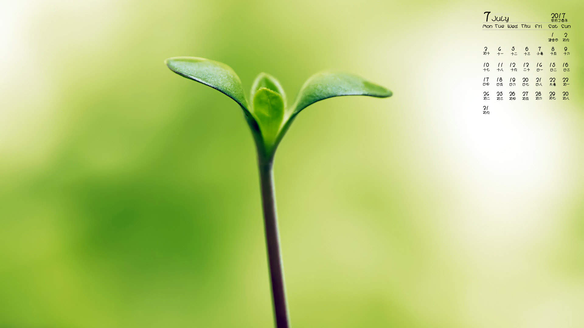 小清新植物嫩芽图片桌面壁纸图片