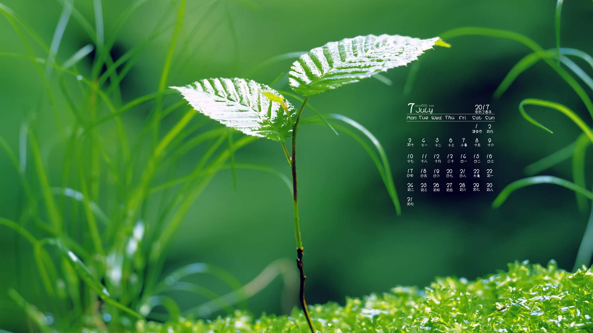 小清新植物嫩芽图片桌面壁纸图片