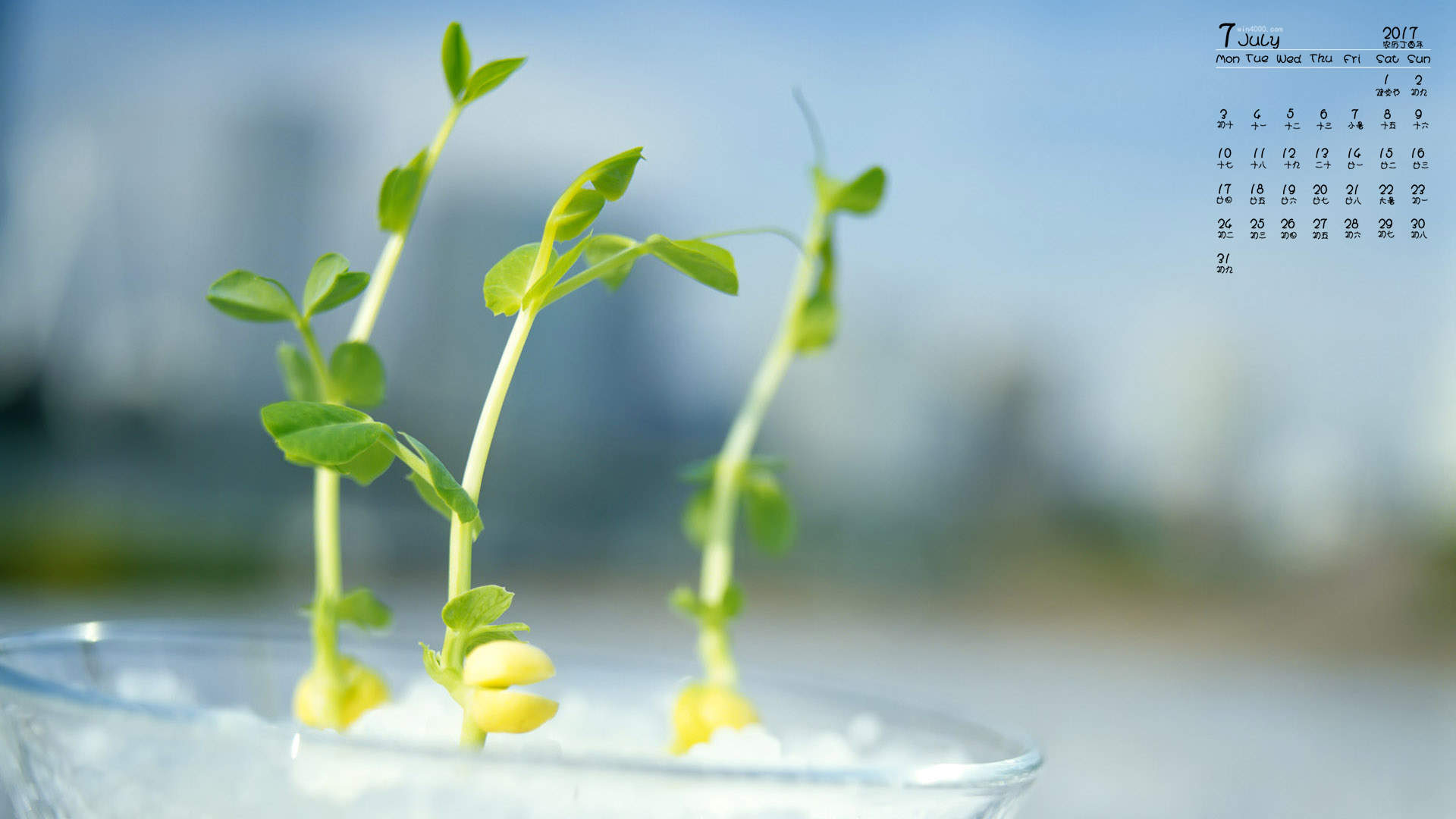 小清新植物嫩芽图片桌面壁纸图片
