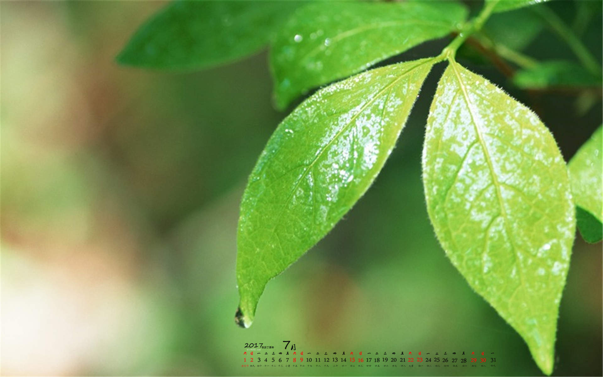 秋天的树叶风景摄影高清宽屏桌面壁纸图片