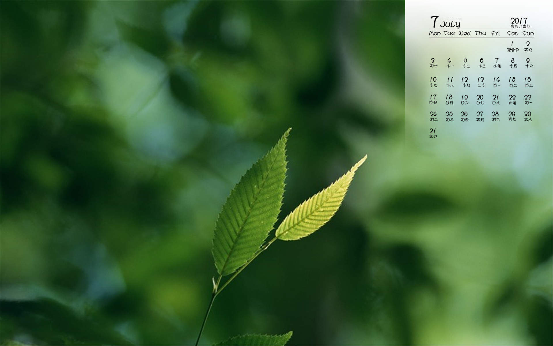 秋天的树叶风景摄影高清宽屏桌面壁纸图片