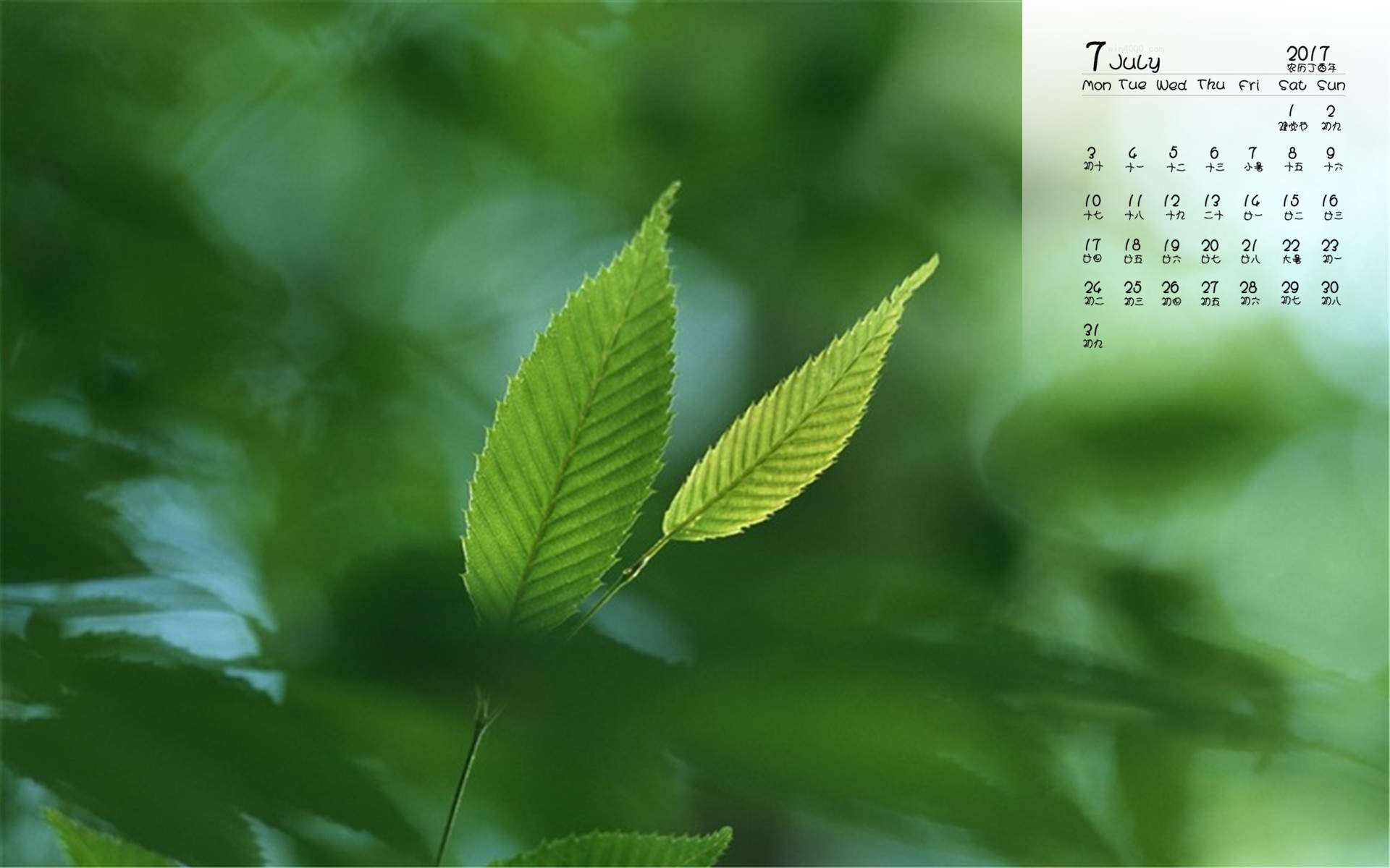 秋天的树叶风景摄影高清宽屏桌面壁纸图片