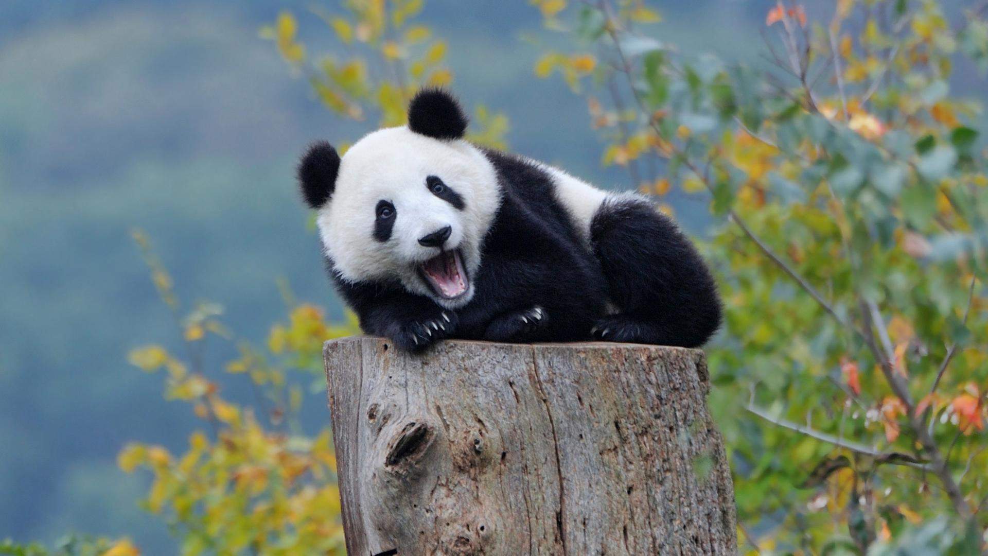 熊图片图片