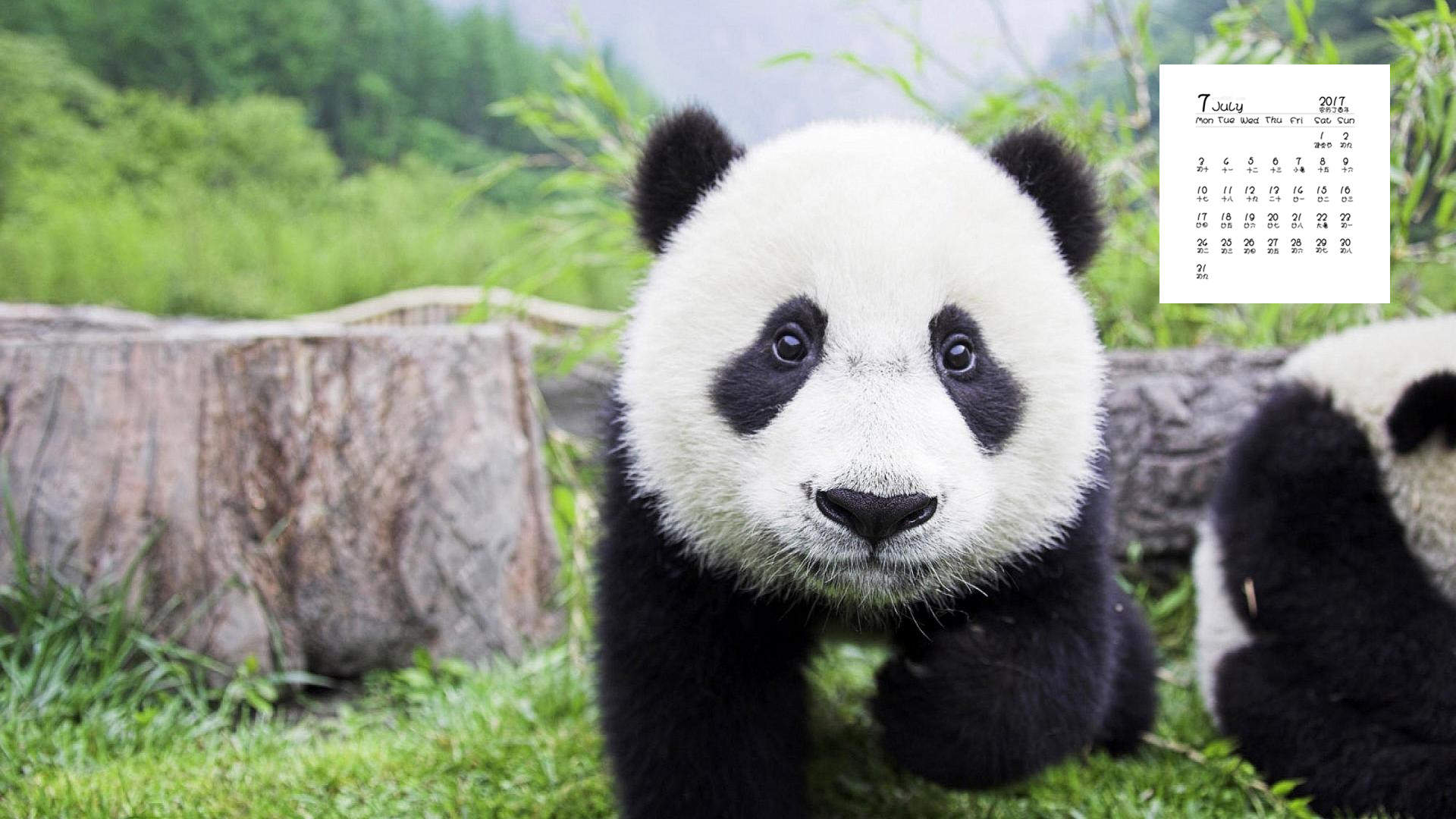 超可爱软萌大熊猫图片手机壁纸图片