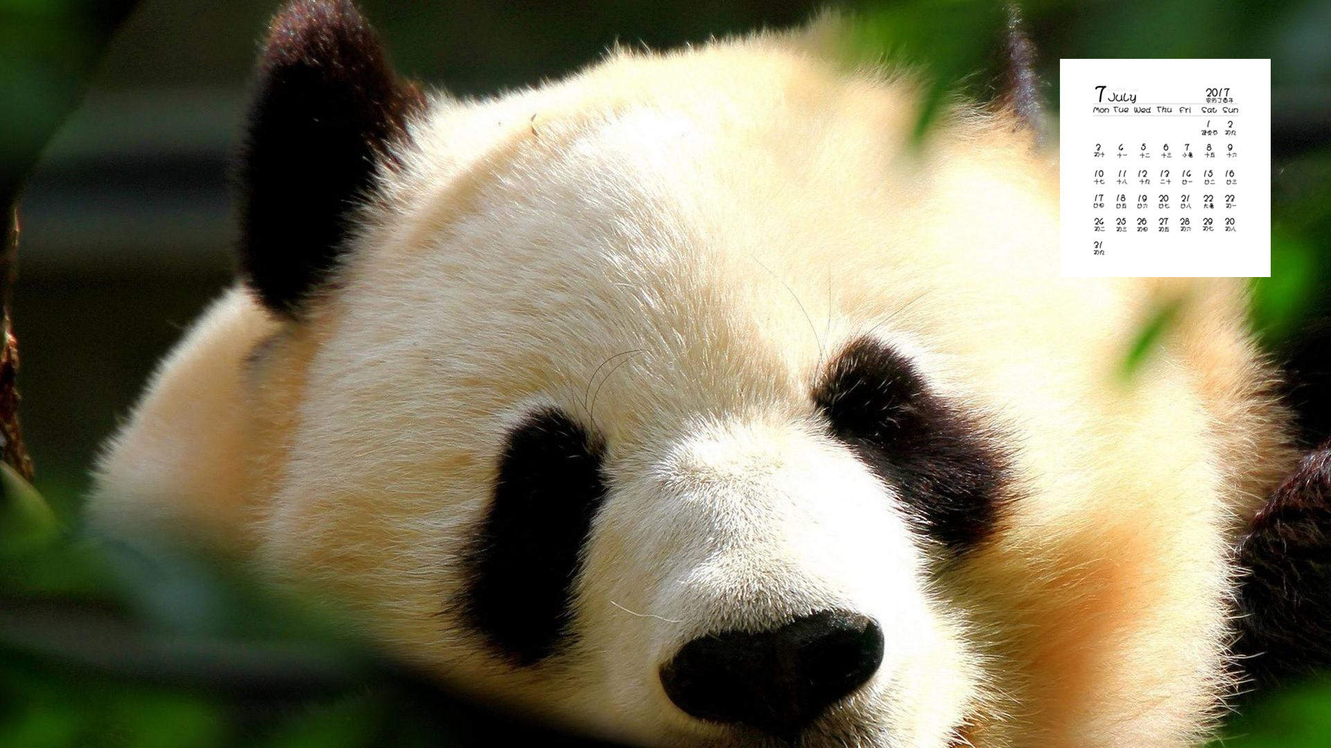 超可爱软萌大熊猫图片手机壁纸图片