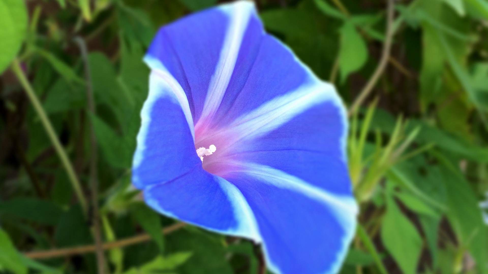 牵牛花图片
