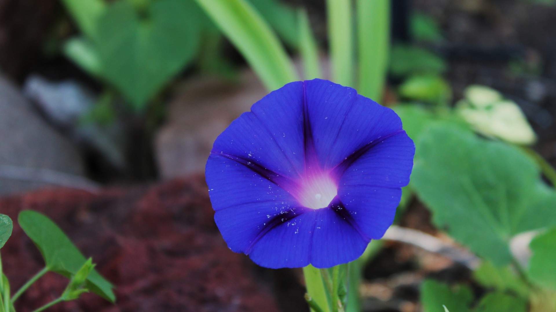牵牛花图片