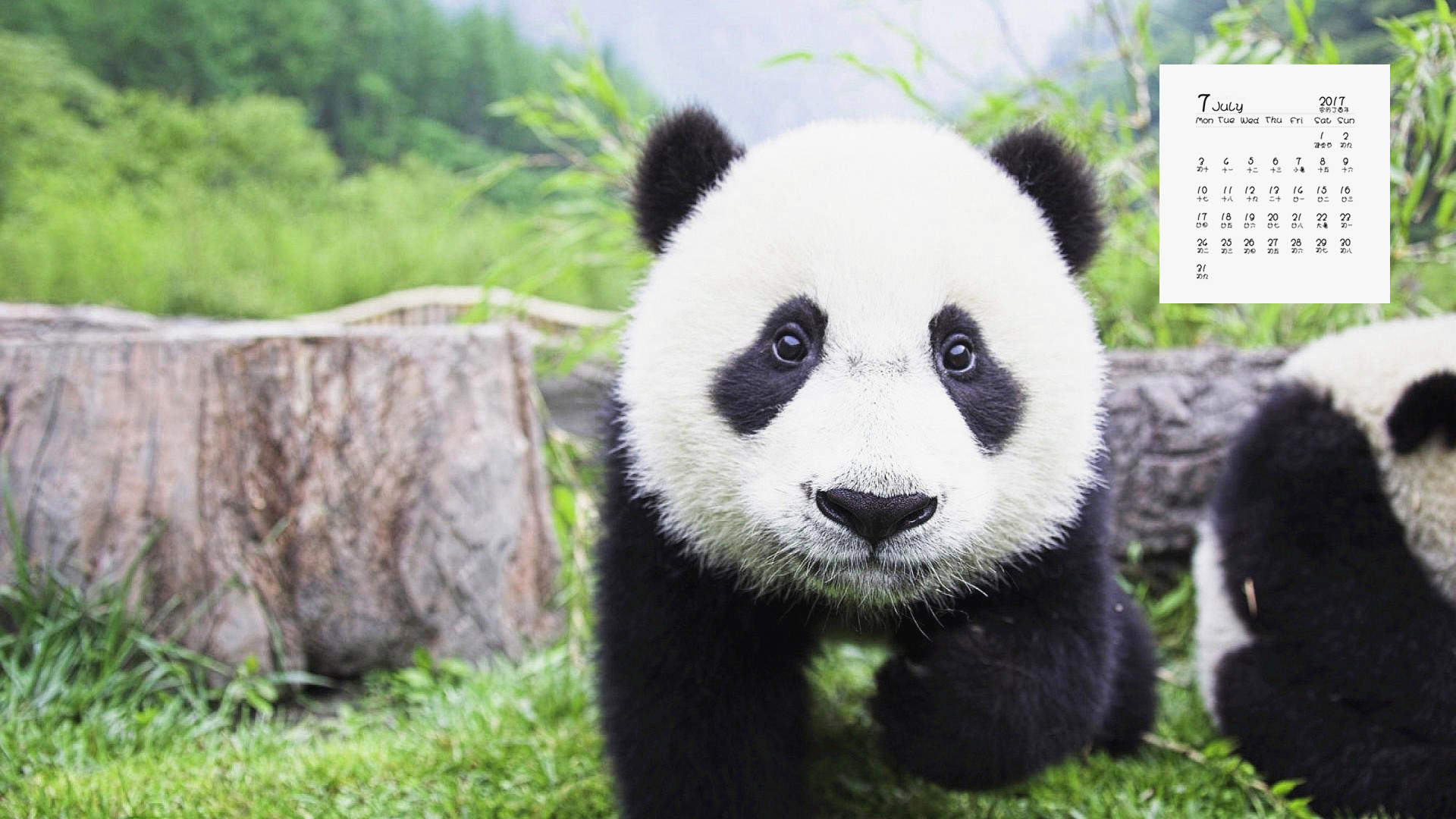 熊猫异形鱼图片 观赏鱼图片图片