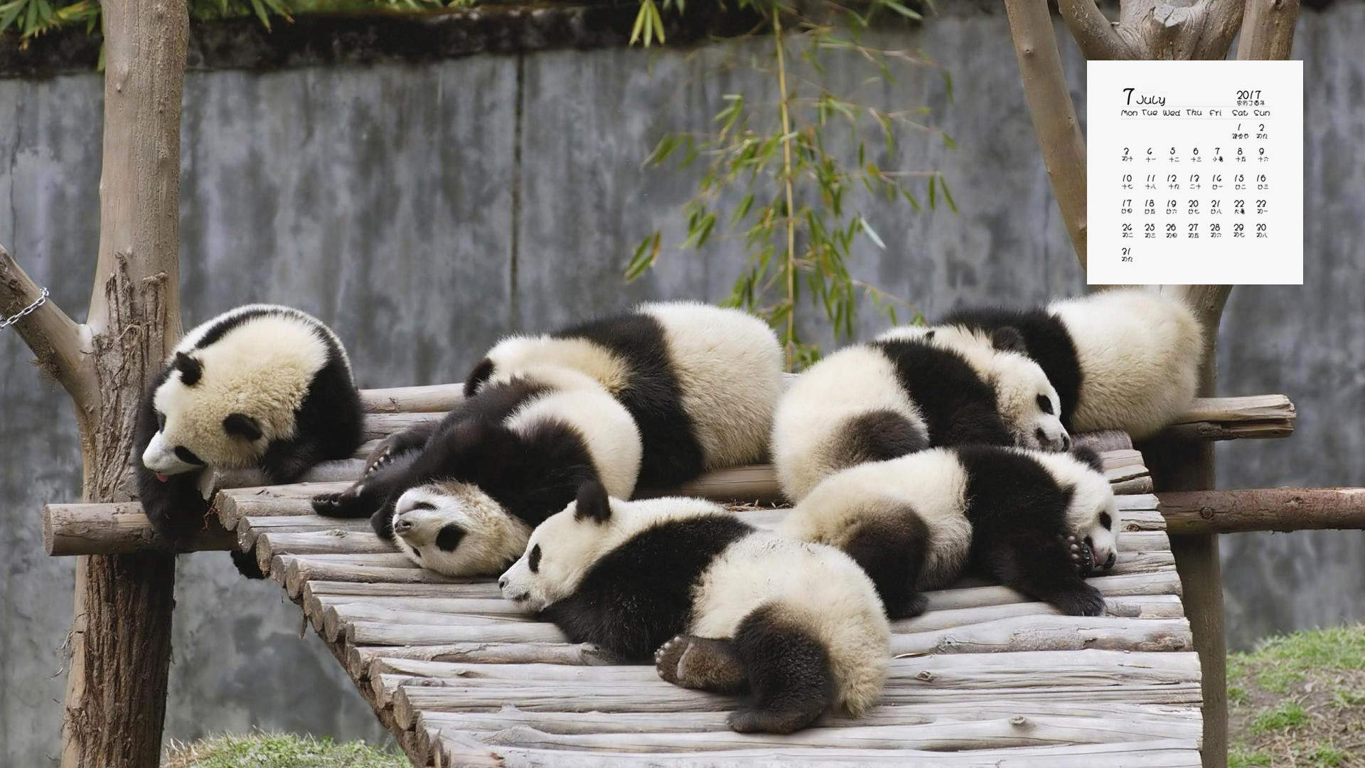 熊猫异形鱼图片 观赏鱼图片图片